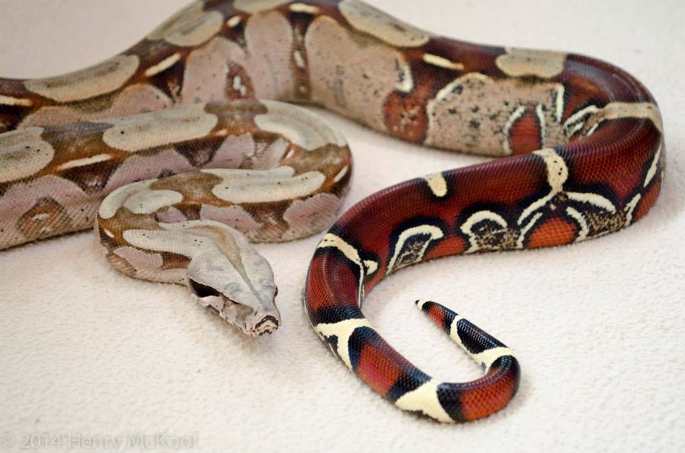 red tailed boa constrictor snake 