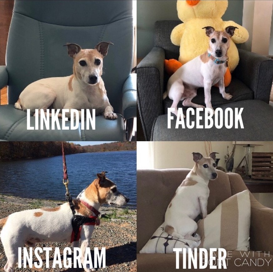 jack russell terrier viral trend 