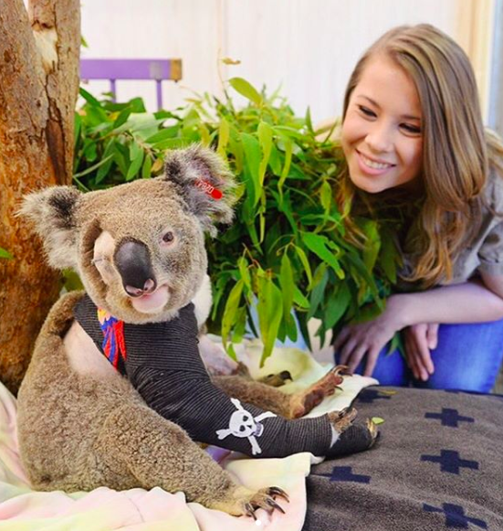 irwins helped over 90,000 animals in the australia fires