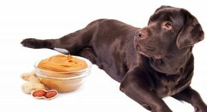 Pet owners, especially those with dogs who love peanut butter, are being advised to watch what they give their fluffy family members