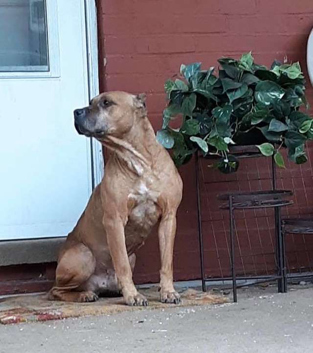 dog waits on porch waiting for family who moved away