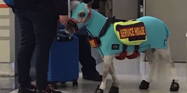 woman brings mini service horse onto flight