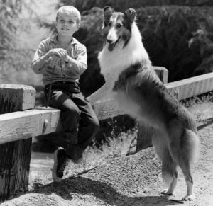 Jon Provost as Timmy Martin and Lassie became an iconic duo