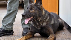 Retired military dogs need homes - desperately