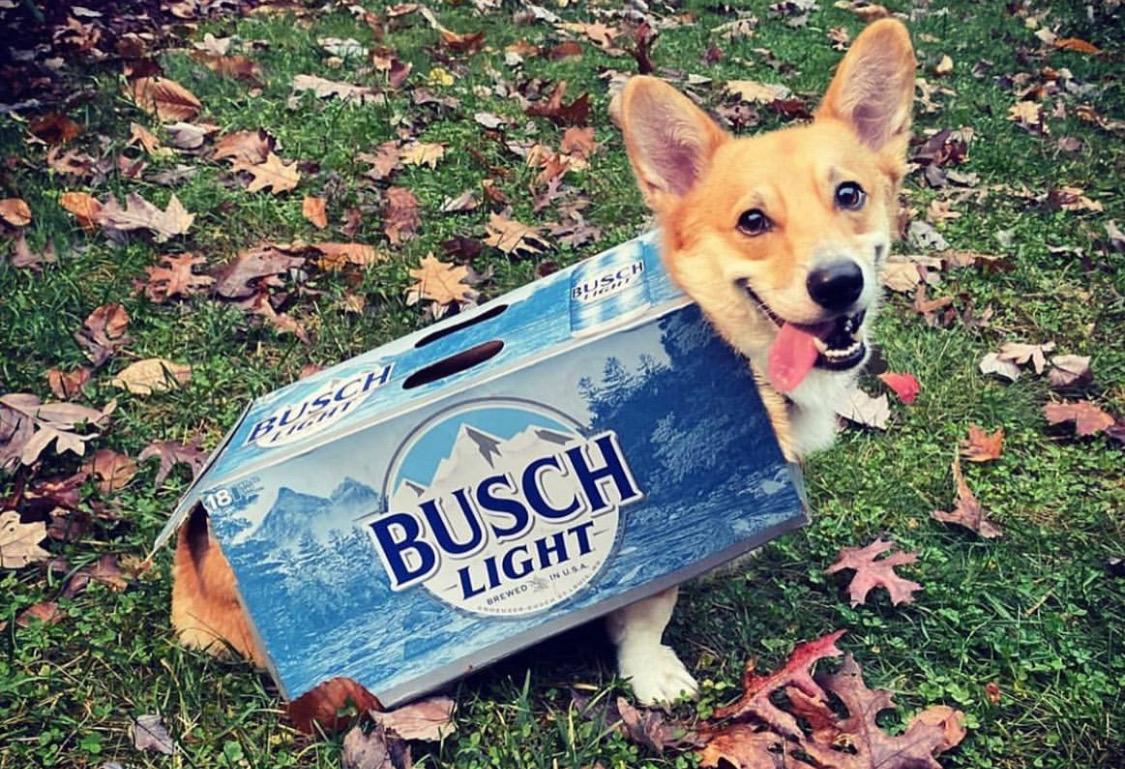 dog in a busch beer box 