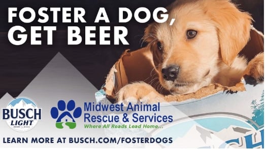 foster a dog and get free busch beer