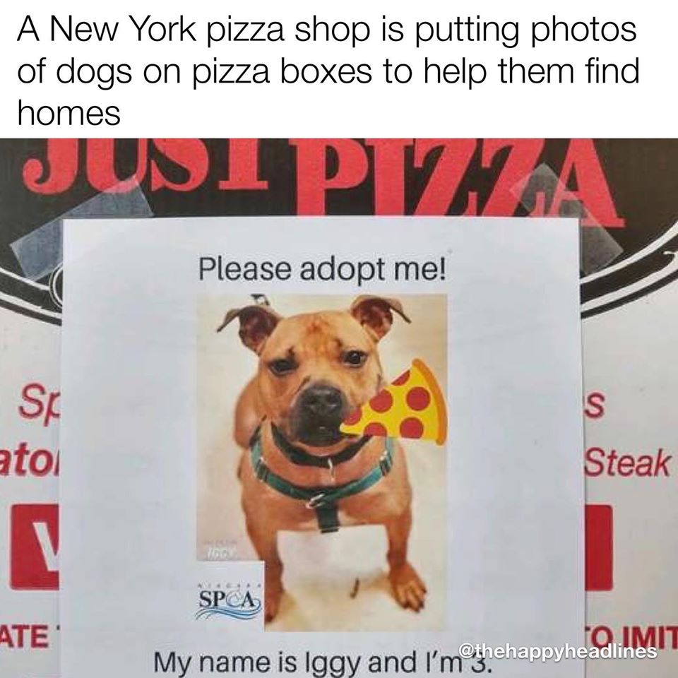 adoptable dog flyer on pizza box