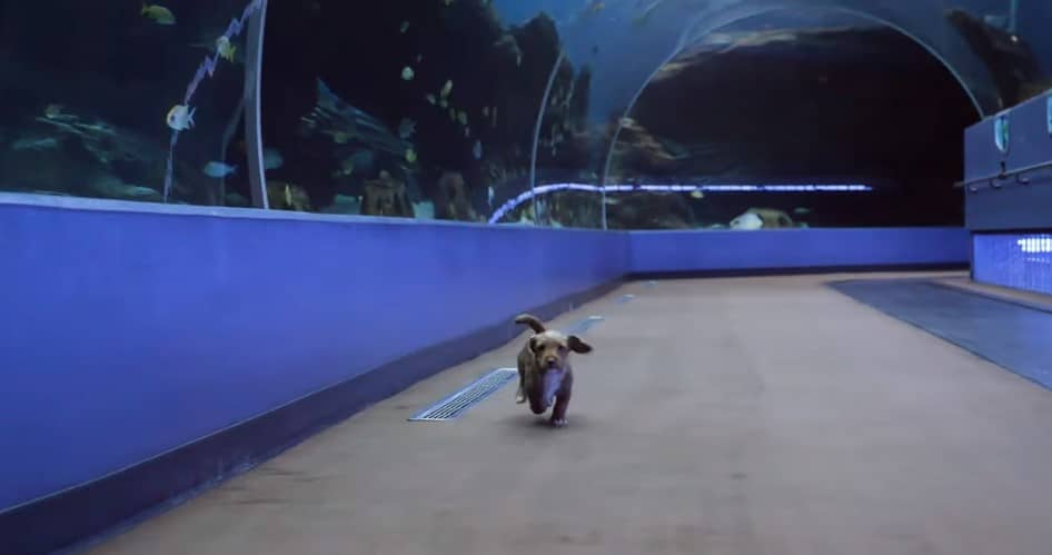 puppy running around the aquarium 