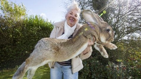 world's largest rabbit darius 49 lbs