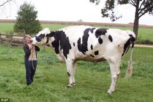 Blosom reached 6 feet 2 inches, making her the world's tallest cow ever