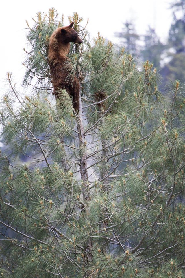 bear climbing a tree at yosemite 