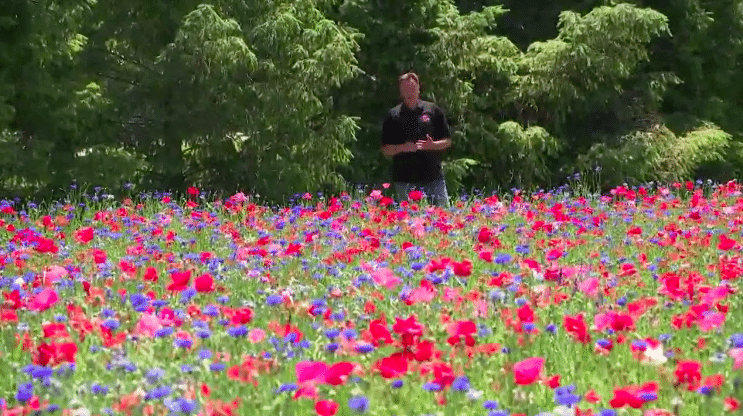 Couple Creates Field Of Flowers For Late Son Who Died In Afghanistan