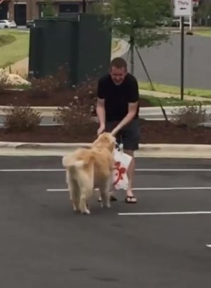 dog delivering chick-fil-a
