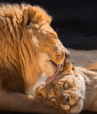 Elderly Lion Couple Put To Sleep At The Same Time So They Don't Have To Live Without Each Other