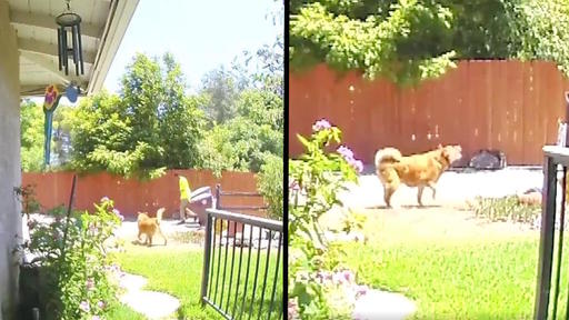 Security Footage Shows Heroic Dog Leading Sanitation Worker To Elderly Owner Who Fell