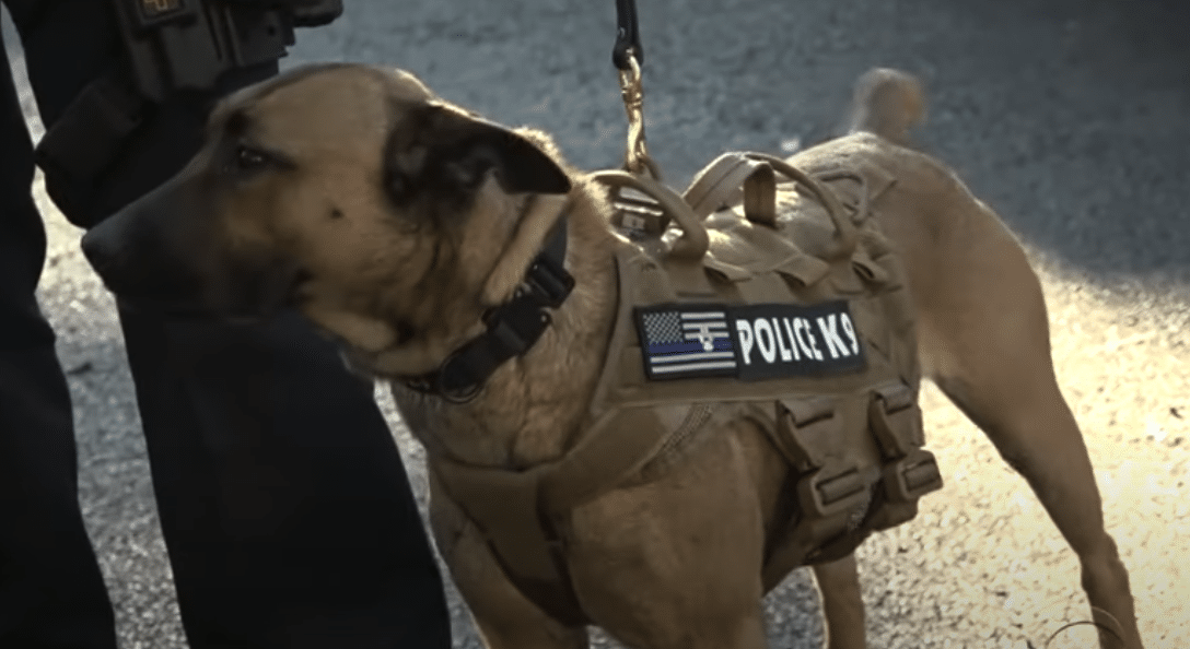 Dog Adopted From Shelter And Returned Twice Becomes K-9 Officer