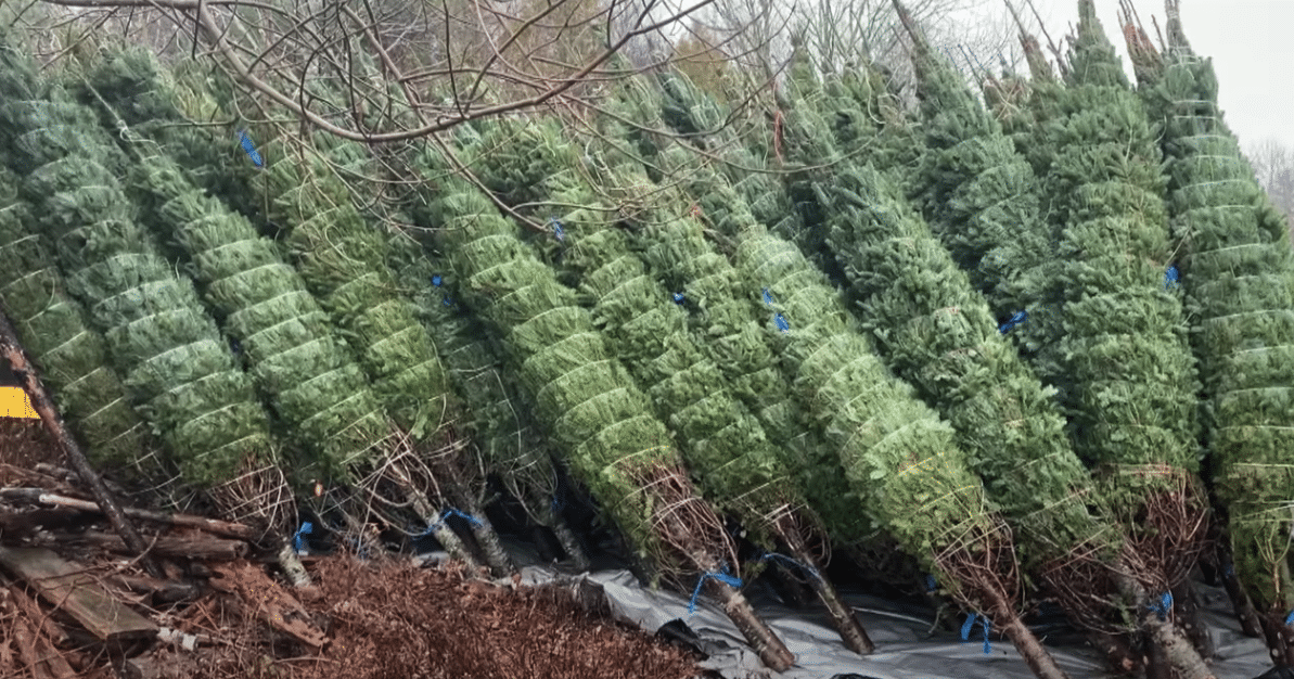 christmas tree shortage 2020