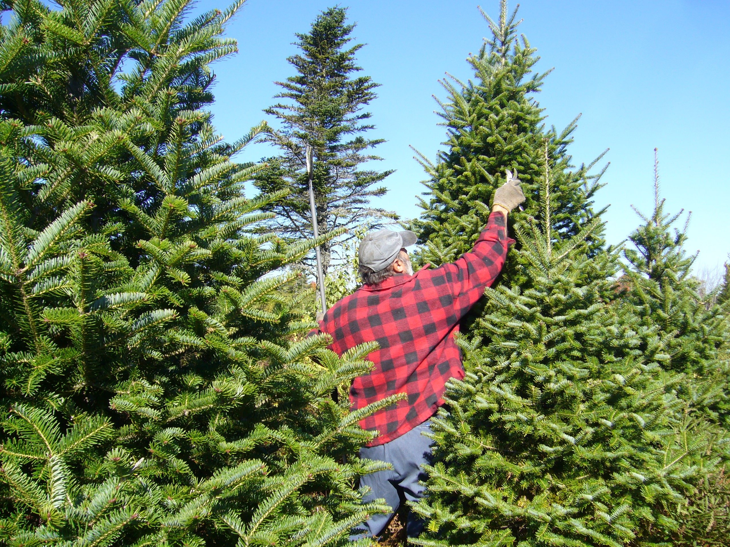 picking a live christmas tree 