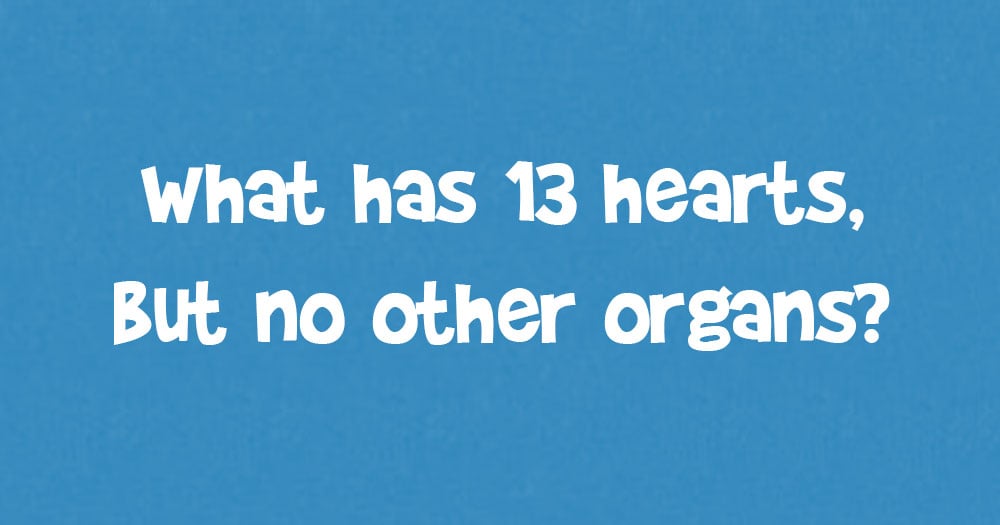 What Has 13 Hearts But No Other Organs?