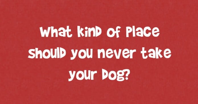 What Kind Of Place Should You Never Take Your Dog? | DoYouRemember?