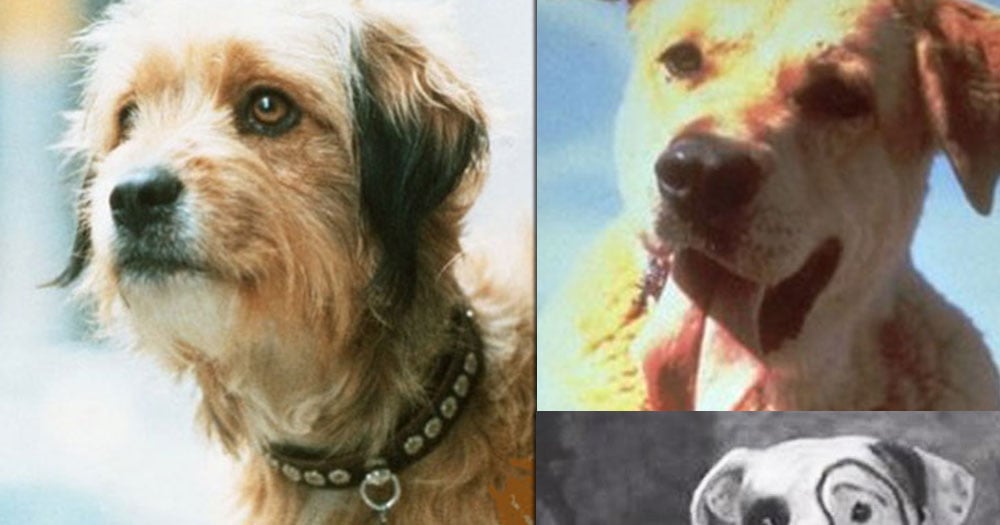 Can You Name these 10 Famous Dogs?