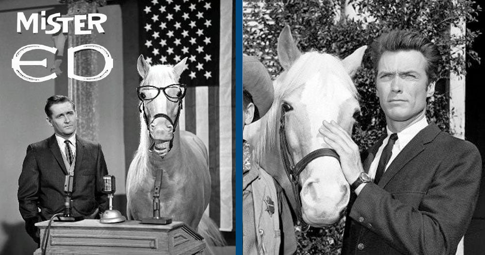 Mr. Ed, The Talking Horse: 24 Fascinating Facts That You Probably Never ...