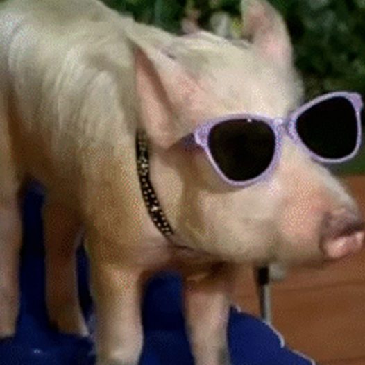 Where do You Remember this Pig from?
