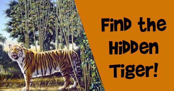 Find the Hidden Tiger