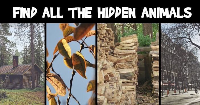 Can You Find all Hidden Animals?