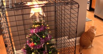 20 Geniuses That Found A Way To Protect Their Christmas Trees From Their Pets