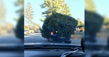 Stunned Cops Pull Over Car With Enormous Christmas Tree Strapped To The Roof