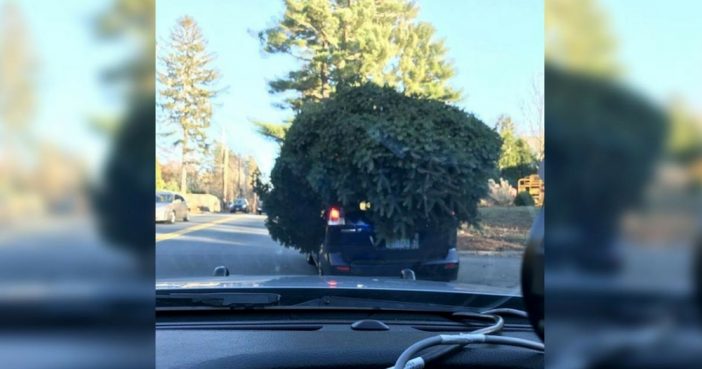 Stunned Cops Pull Over Car With Enormous Christmas Tree Strapped To The Roof