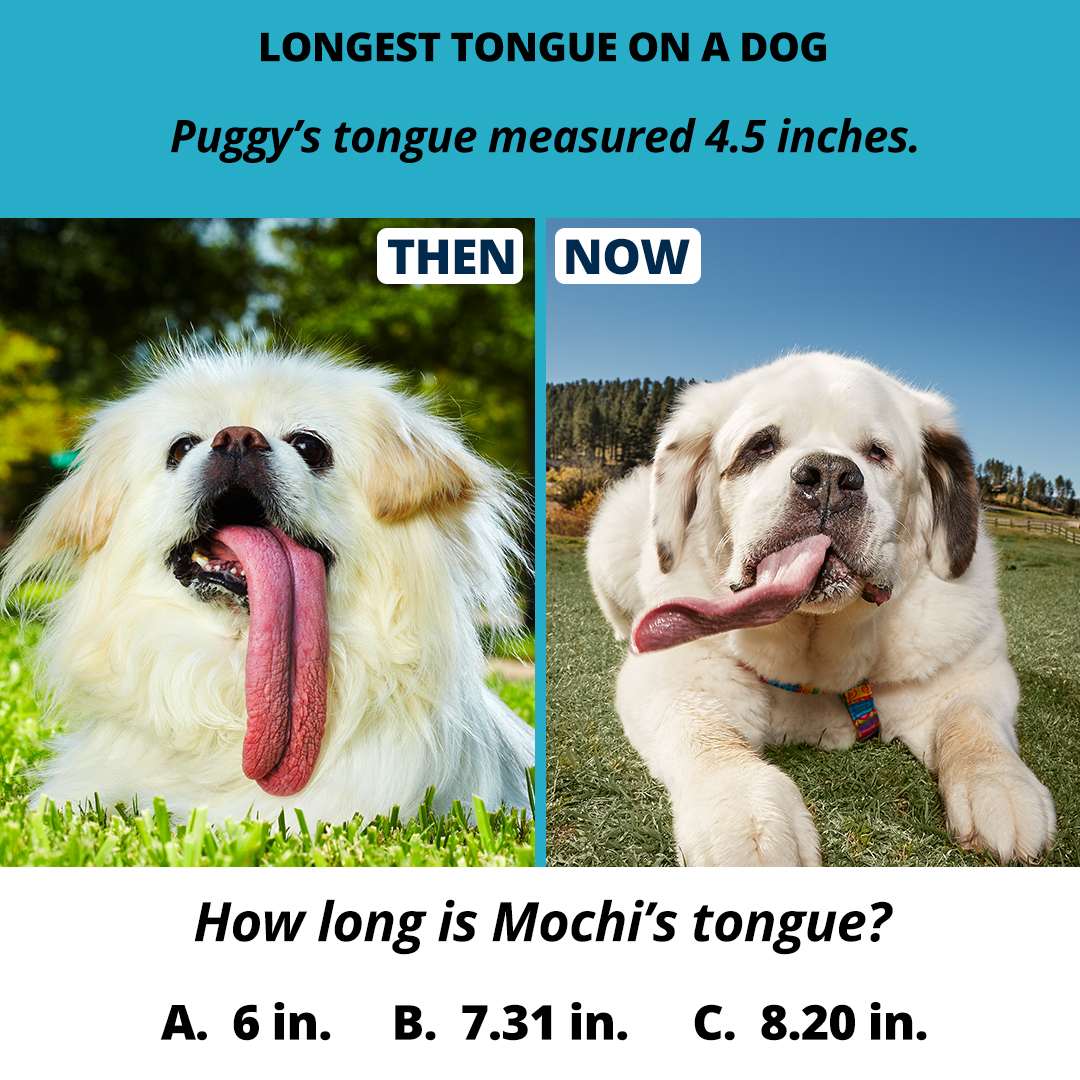 Guinness World Records - Longest tongue on a dog | DoYouRemember?