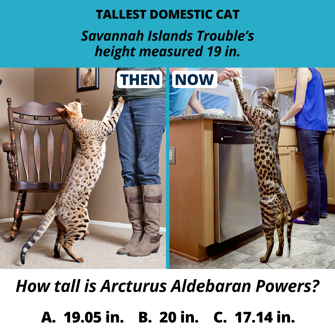 Guinness World Records Tallest Domestic Cat DoYouRemember 