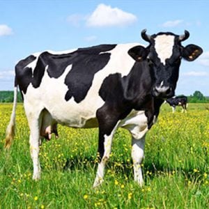 cow-in-pasture