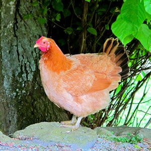 frenchhen