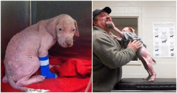 Heartwarming Moment A Pit Bull Puppy Reunites With The Man Who Rescued Him From The Brink Of Death
