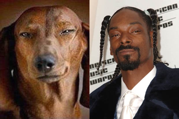 12+ Celebrity Snapshots And Their Amazing Canine Look ...