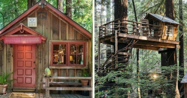 This Tiny Cabin In The Redwoods Is The Perfect Getaway For Peace