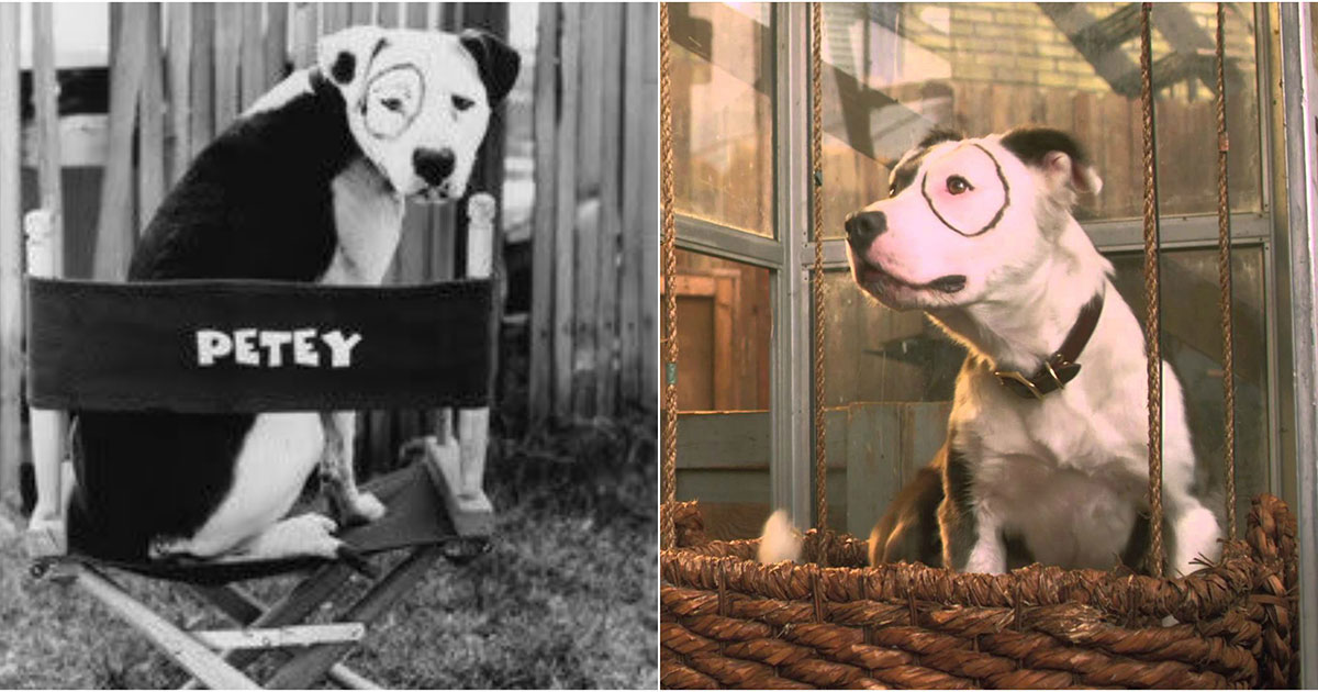 what kind of dog was petey from the original little rascals