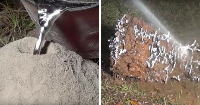 ant colony cement