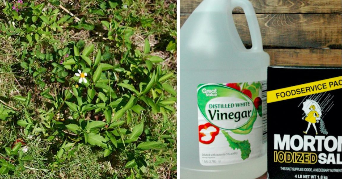 10 Homemade Weed Killers To Use In Your Garden