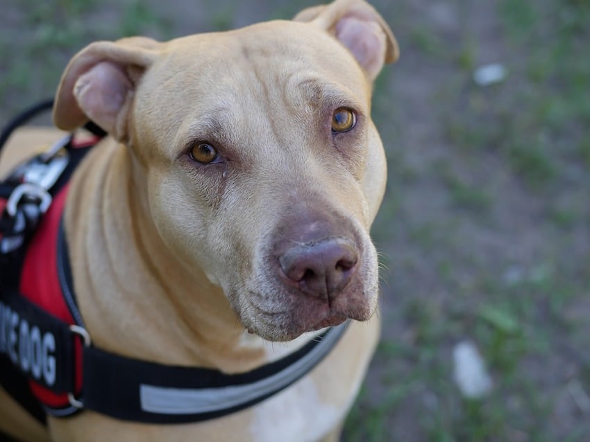 regal looking service dog