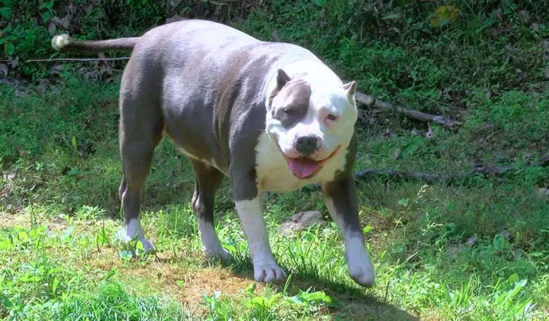 penny pit bull