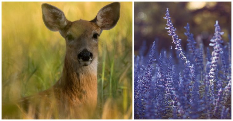 5 Ways To Keep Deer Out Of Your Garden