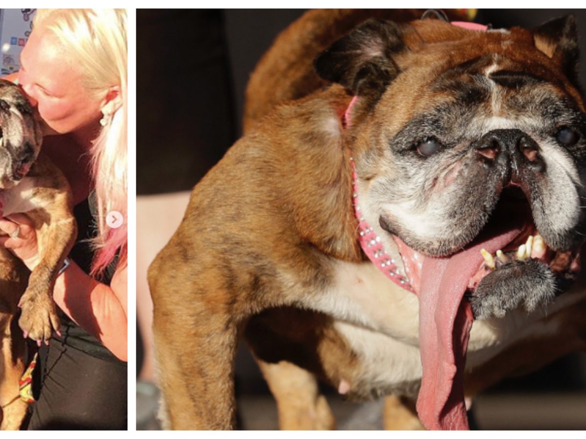 zsa zsa english bulldog