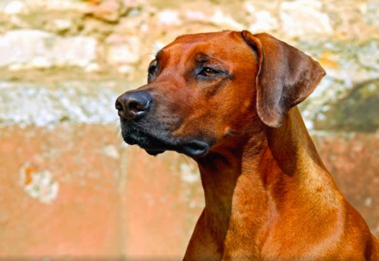 PSA The Hidden Danger Of Dog Collars And Dog Crates