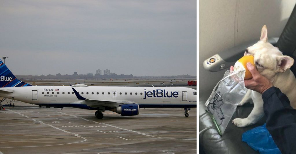 Airline Crew Saves Dog On Flight As It Struggled To Breathe