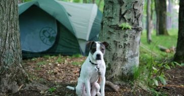 dog-camping