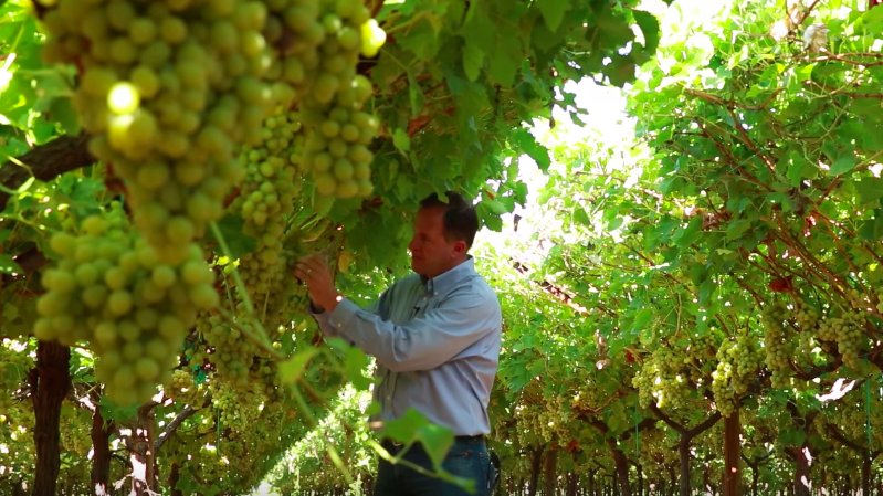 vineyard-experts-create-cotton-candy-grapes-and-they-re-delicious